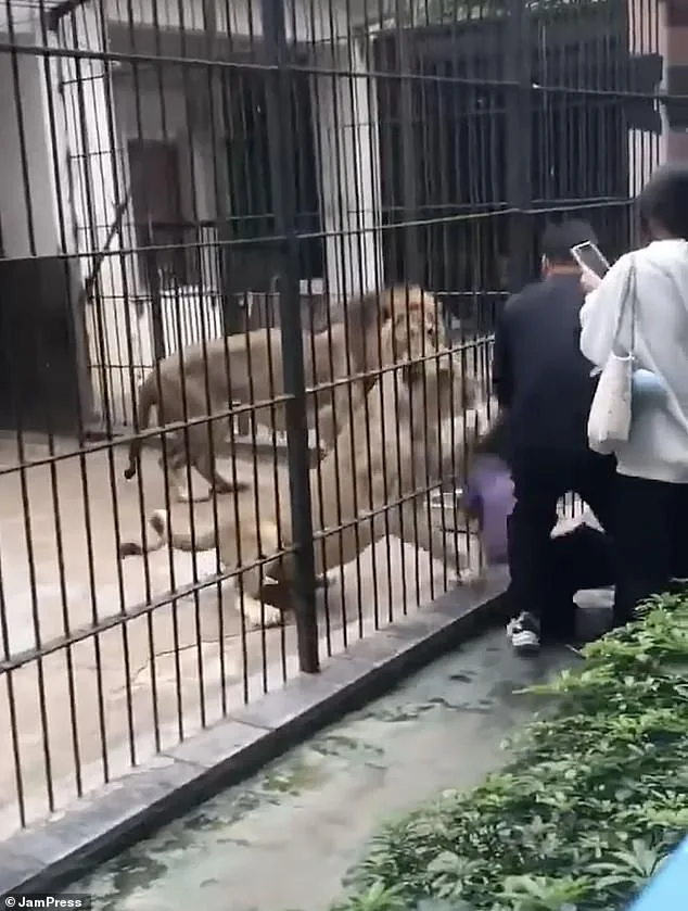 Horrific Lion Attack on 10-Year-Old at Guangdong Zoo Sparks Controversy Over Keeper's Actions