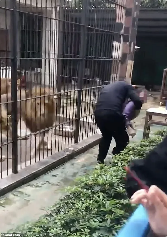 Horrific Lion Attack on 10-Year-Old at Guangdong Zoo Sparks Controversy Over Keeper's Actions