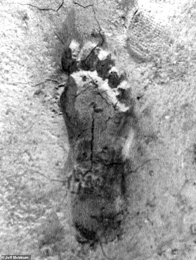 Ohio Witnesses Unprecedented Bigfoot Surge: Eight Sightings in Four Days Spark Debate After Five-Decade Hiatus