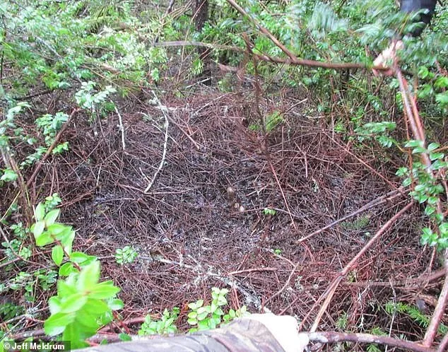 Ohio Witnesses Unprecedented Bigfoot Surge: Eight Sightings in Four Days Spark Debate After Five-Decade Hiatus