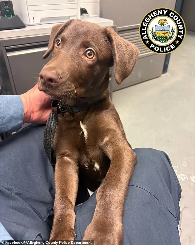 Abandoned Puppy at Pittsburgh Airport: Owner Charged with Animal Cruelty