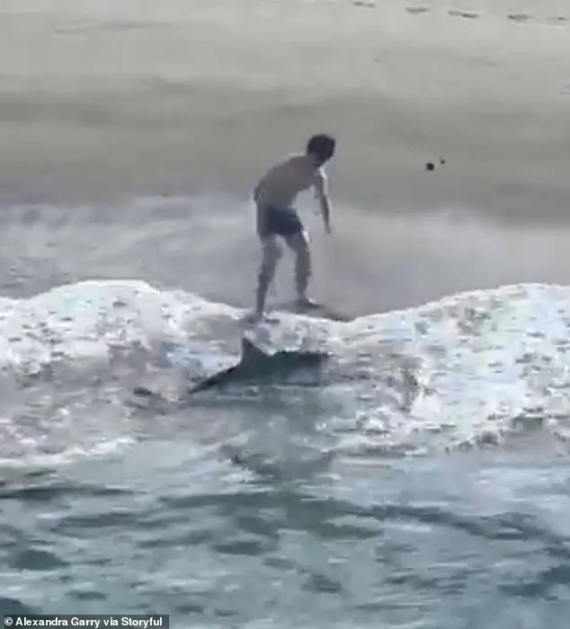 Young Fisherman Rescues Juvenile Great White Shark at Hermosa Beach Pier