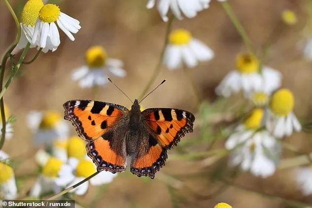 Britain's Butterflies Face Critical Threat: New Study