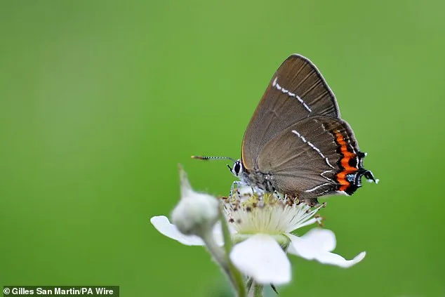 Britain's Butterflies Face Critical Threat: New Study