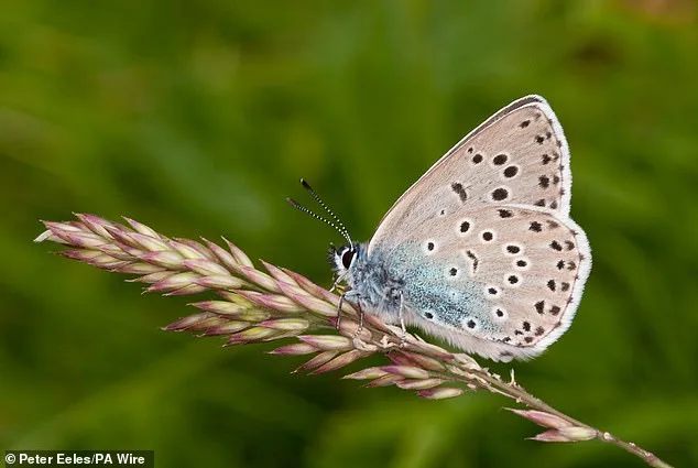 Britain's Butterflies Face Critical Threat: New Study