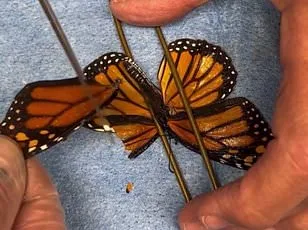 Britain's Butterflies Face Critical Threat: New Study