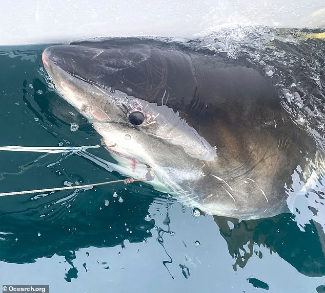 Great White Shark Sighting Near Mar-a-Lago Sparks Interest