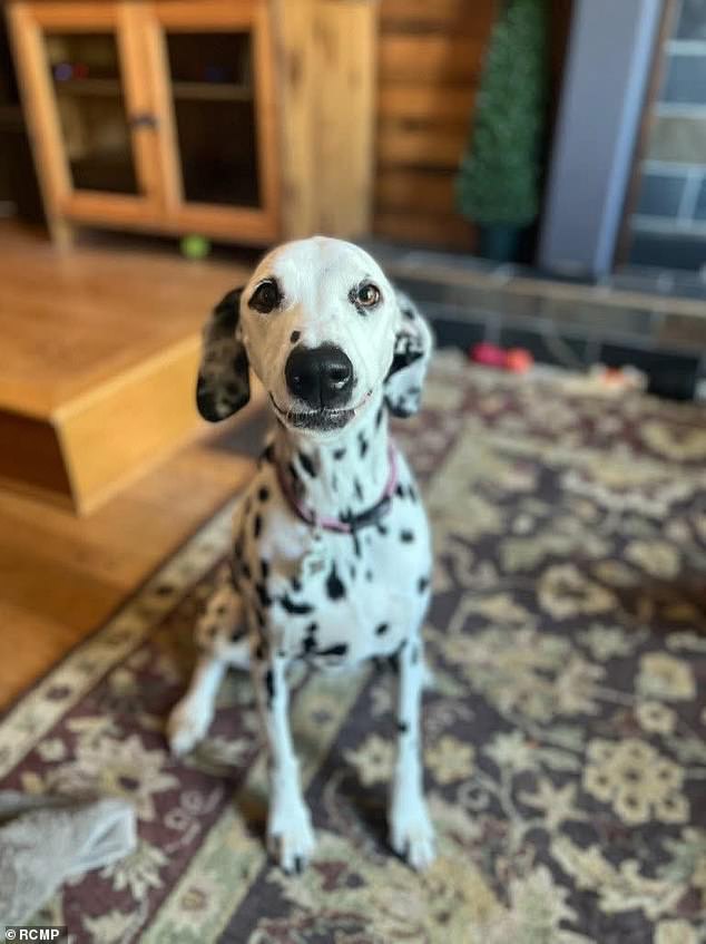 RCMP confirm death of 82-year-old woman found after two-week search with dog.