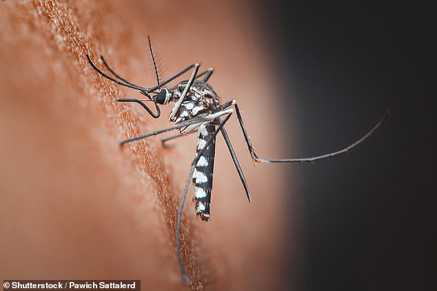 Climate Change Threatens to Spread Chikungunya Virus to Europe and North America
