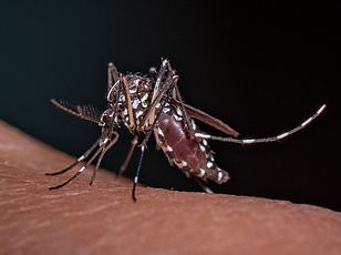 Climate Change Threatens to Spread Chikungunya Virus to Europe and North America