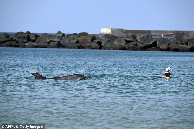 Young Dolphin Lingers Near French Coast Despite Scientists' Warnings