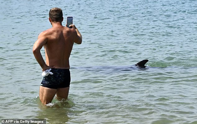 Young Dolphin Lingers Near French Coast Despite Scientists' Warnings