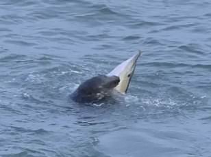 Young Dolphin Lingers Near French Coast Despite Scientists' Warnings