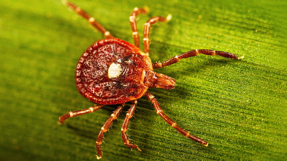 Powassan Virus Threatens Rapid Brain Damage as US Tick Season Escalates