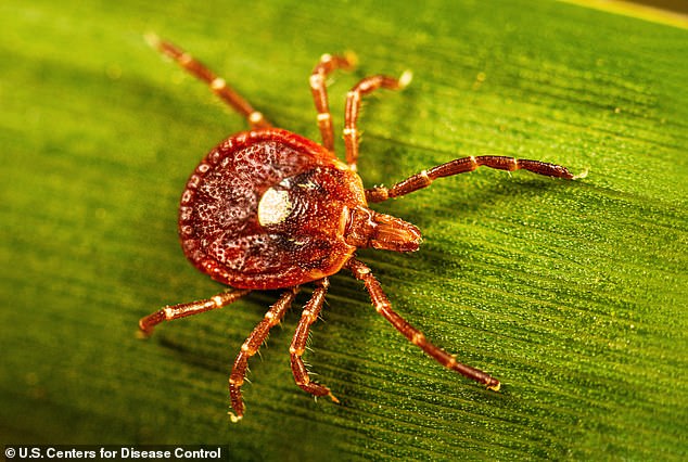 Powassan Virus Threatens Rapid Brain Damage as US Tick Season Escalates