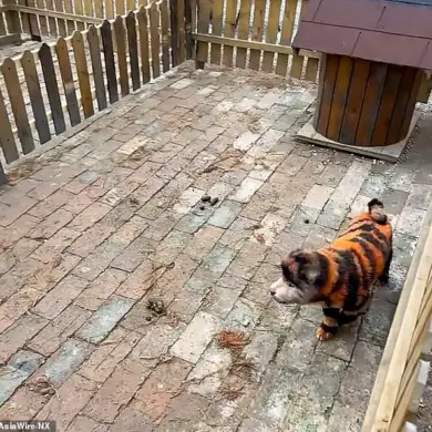 Chinese zoo faces backlash for painting dogs to look like tigers