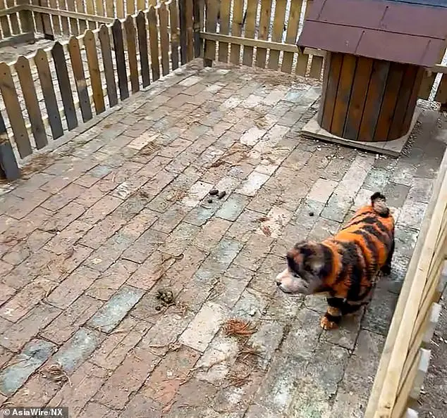 Chinese zoo faces backlash for painting dogs to look like tigers