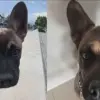 Disturbing Police Incident Involving Dog in Miami