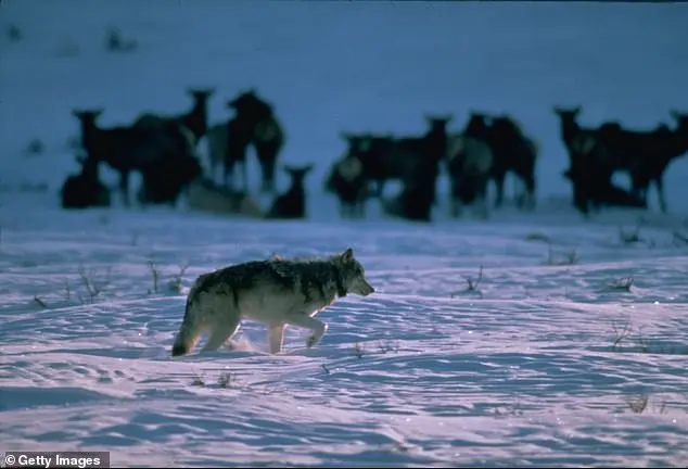 Wyoming Man's Cruel Wolf Torturing Sparks Global Outrage