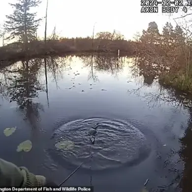 Alligator-like Creature Swims in Washington State Lake, Causing Fun and Surprises