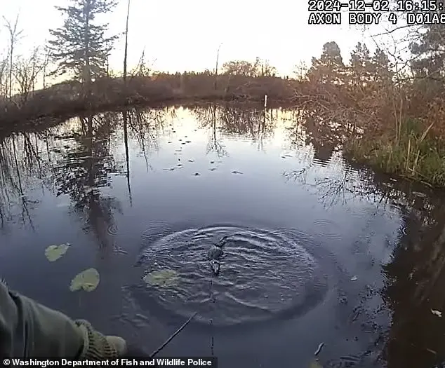 Alligator-like Creature Swims in Washington State Lake, Causing Fun and Surprises