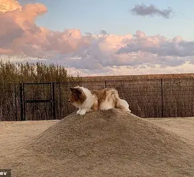 Dog Devotee Transforms Himself into a Border Collie and Opens a Unique Zoo