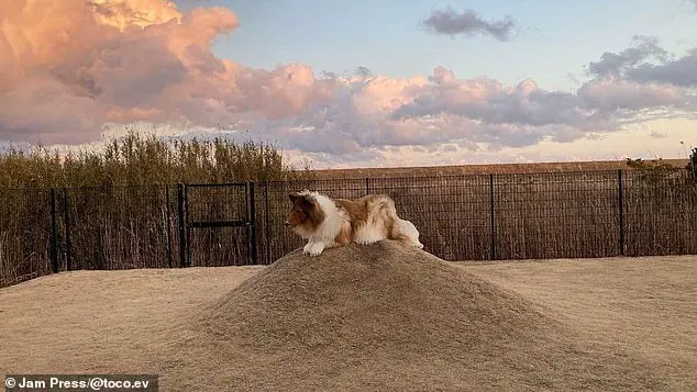 Dog Devotee Transforms Himself into a Border Collie and Opens a Unique Zoo