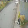 Escaped lion spotted in San Pedro Cholula, Mexico