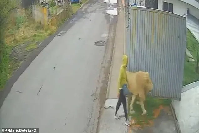 Escaped lion spotted in San Pedro Cholula, Mexico