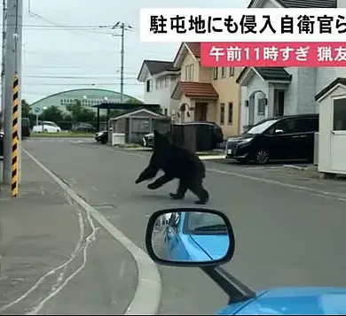 Japan's Bear Attack Crisis: hunting bears in populated areas