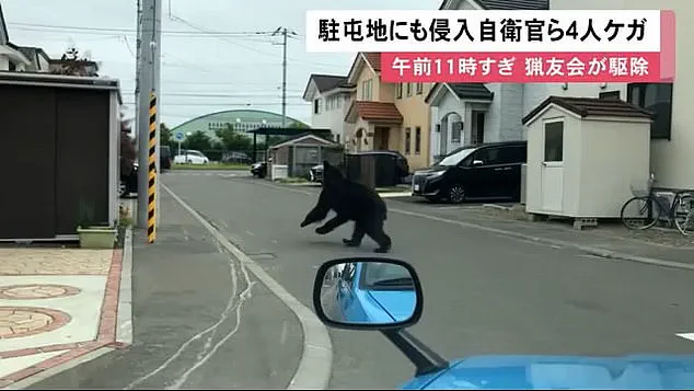 Japan's Bear Attack Crisis: hunting bears in populated areas