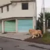 Lion on the Loose in San Pedro Cholula, Mexico