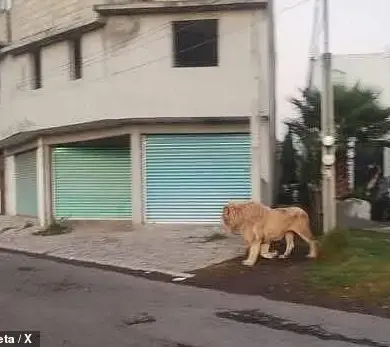 Lion on the Loose in San Pedro Cholula, Mexico