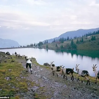 Living as a Goat in Switzerland: A Man's Journey to Self-Discovery