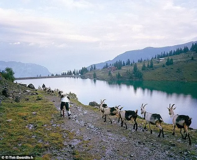 Living as a Goat in Switzerland: A Man's Journey to Self-Discovery