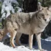 Rare Wolf and Mountain Lion Sightings in California