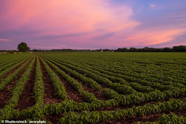 US Farmers Face Financial Hardships Due to Delayed Government Reimbursements and Frozen Funds