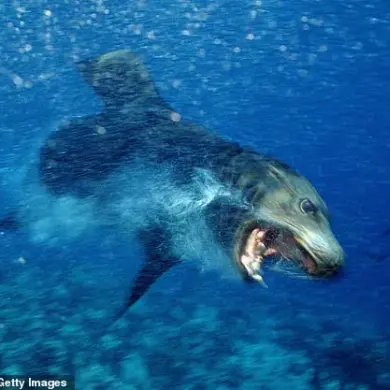 Exclusive: Experts Unveil Secret Behind Terrifying Sea Lion Attacks in Southern California