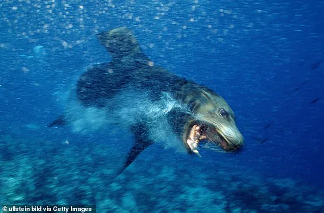 Exclusive: Experts Unveil Secret Behind Terrifying Sea Lion Attacks in Southern California