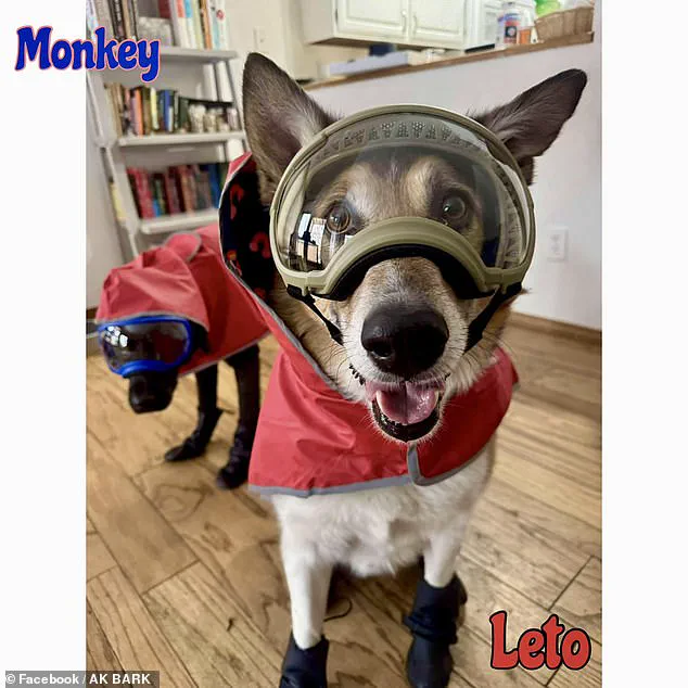 Exclusive: Glimpse into the Surprising World of Dog Goggles and Respirators