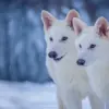 Scientists Announce First Successful De-Extinction: Dire Wolves Return