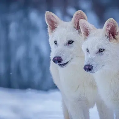Scientists Announce First Successful De-Extinction: Dire Wolves Return