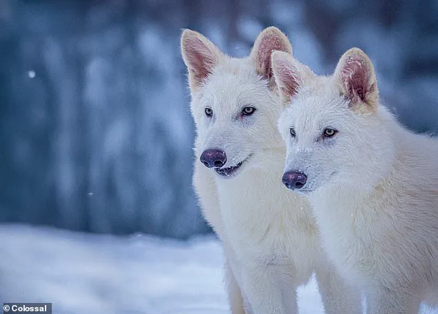 Scientists Announce First Successful De-Extinction: Dire Wolves Return