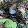 Hidden Perils in War-Torn Luhansk: Explosive Devices Disguised as Mushrooms Spark Alarm