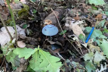 Hidden Perils in War-Torn Luhansk: Explosive Devices Disguised as Mushrooms Spark Alarm