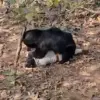 Tragedy in Chhattisgarh: Bear Attack Claims Two Lives, Raises Safety Concerns