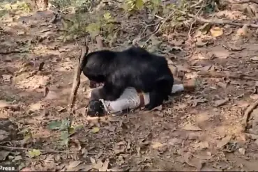 Tragedy in Chhattisgarh: Bear Attack Claims Two Lives, Raises Safety Concerns