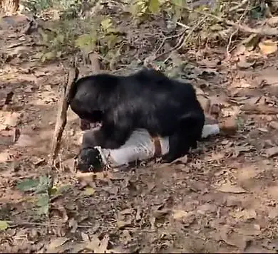 Tragedy in Chhattisgarh: Bear Attack Claims Two Lives, Raises Safety Concerns