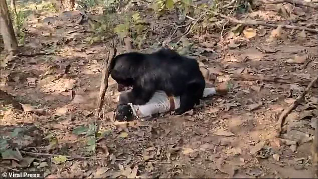 Tragedy in Chhattisgarh: Bear Attack Claims Two Lives, Raises Safety Concerns