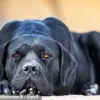Parents on Trial for Gross Negligence Manslaughter After Three-Year-Old Killed in Dog Attack at Farm Near Rochdale